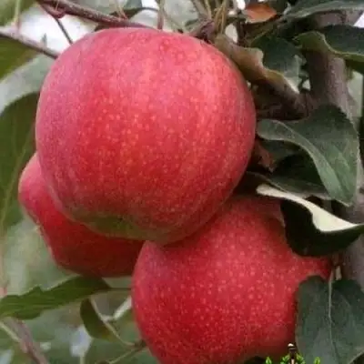 Яблоня ГАЛА ШНИГА в Сморгони