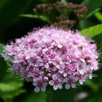 Спирея ПИНК СПАРКЛЕР в Сморгони