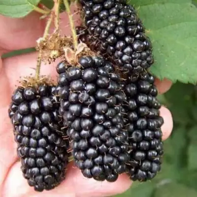 Ежевика ЛОХ НЕСС бесшипная  в Сморгони