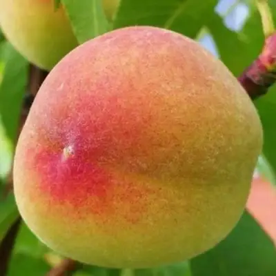 Персик ВЕТЕРАН в Сморгони