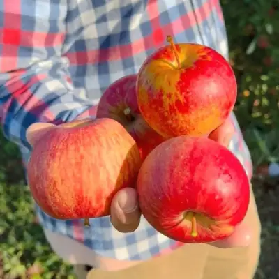 Яблоня КРАСАВИТА в Сморгони
