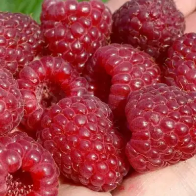 Малина ГИГАНТ РУБИНОВЫЙ в Сморгони