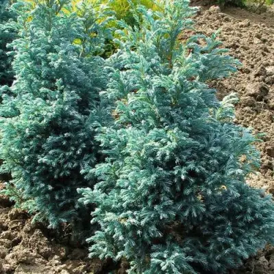 Кипарисовик БУЛЕВАРД горохоплодный в Сморгони