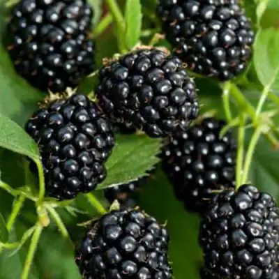 Ежевика КИТАНИНИ бесшипная  в Сморгони