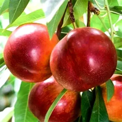 Нектарин СТАРК РЕД ГОЛД в Сморгони