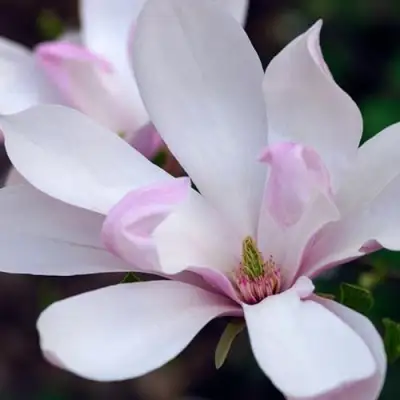 Магнолия ПИНКИ в Сморгони