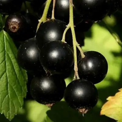 Смородина черная КЛУССОНОВСКАЯ в Сморгони