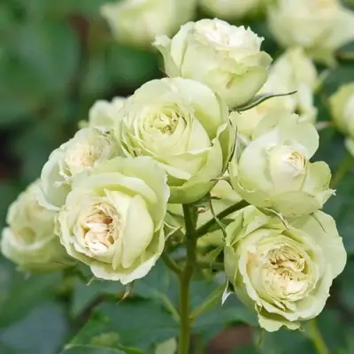 Роза ГРИН ДАЙМОНД миниатюрная в Сморгони