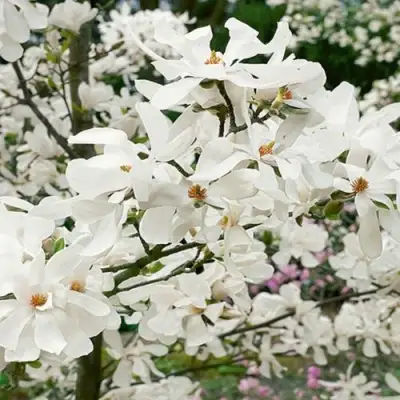 Магнолия ЛЕБНЕРА МЕРРИЛЛ в Сморгони