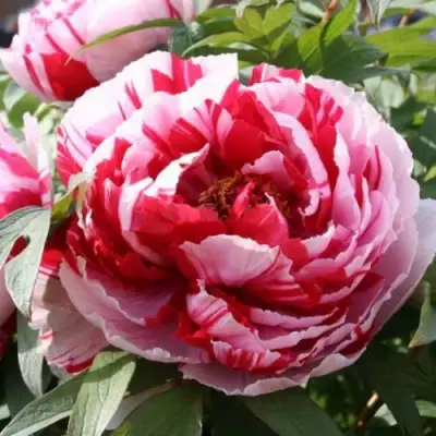 Пион РЕД ВИЗ ПИНК древовидный в Сморгони