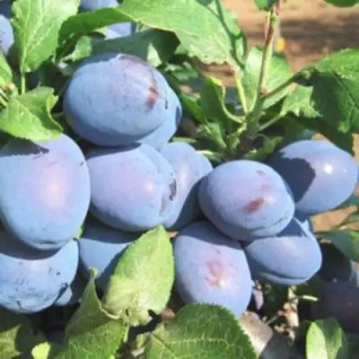 Слива ГИЛЬБЕРТ в Сморгони