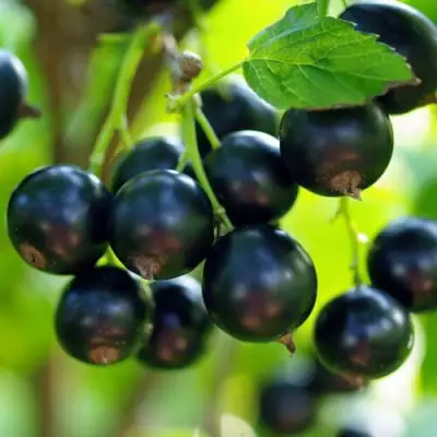 Смородина чёрная ВЕЛОЙ (ЛЕНИНГРАДСКАЯ СЛАДКАЯ) в Сморгони