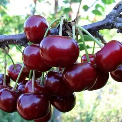 Дюк ЖИВИЦА (ЧЕРЕВИШНЯ) в Сморгони