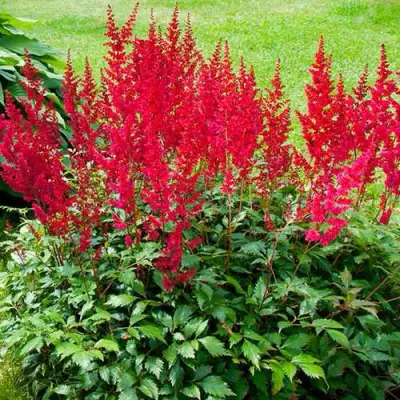 Астильба КОБЛЕНЦ японская в Сморгони