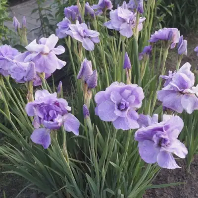 Ирис ИМПЕРИАЛ ОПАЛ сибирский в Сморгони