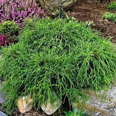 Кипарисовик ФИЛИФЕРА НАНА горохоплодный  в Сморгони