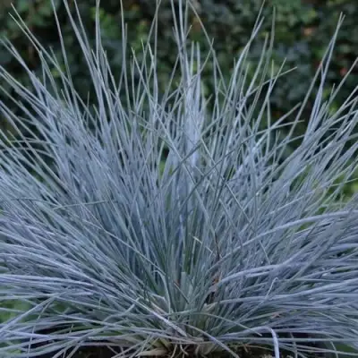 Овсяница АЙСФОГЕЛЬ сизая в Сморгони