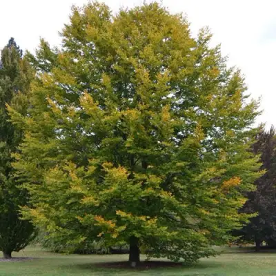 Бук лесной в Сморгони