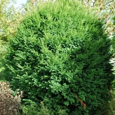 Тис РЕПАНДЕНС ягодный в Сморгони