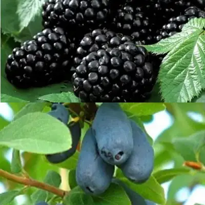 Комплект ЯГОДНЫЙ ДУЭТ в Сморгони