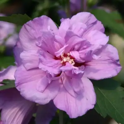 Гибискус АРДЕНС сирийский в Сморгони