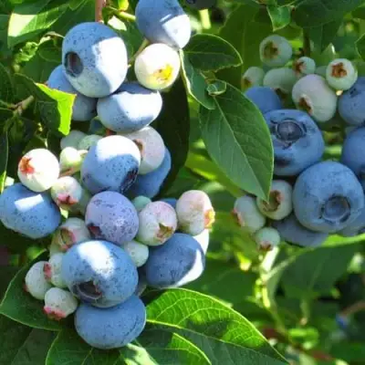 Голубика ДАРРОУ в Сморгони