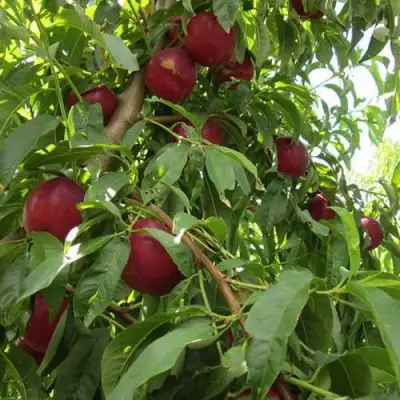 Нектарин ЭКСТРИМ БЬЮТИ в Сморгони