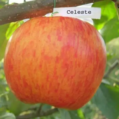 Яблоня ЦЕЛЕСТЕ в Сморгони