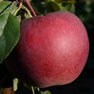 Яблоня БЕЛОРУССКОЕ СЛАДКОЕ в Сморгони