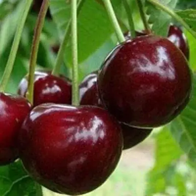 Вишня МИЛАВИЦА в Сморгони