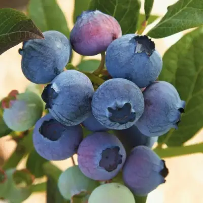 Голубика ОСОРНО в Сморгони