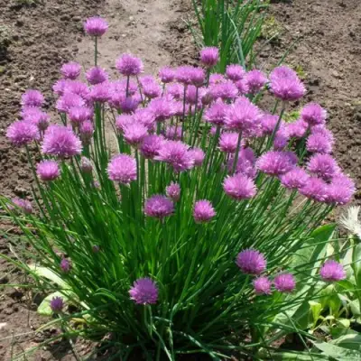 Лук-шнитт в Сморгони