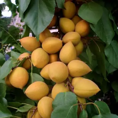 Абрикос МАНИТОБА в Сморгони