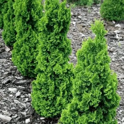 Туя ЗМАТЛИК западная в Сморгони