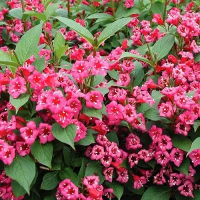 Вейгела БРИСТОЛЬ РУБИ в Сморгони