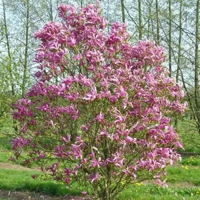 Магнолия СЬЮЗАН в Сморгони