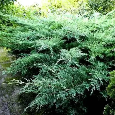 Можжевельник ПФИТЦЕРИАНА ГЛАУКА  средний в Сморгони