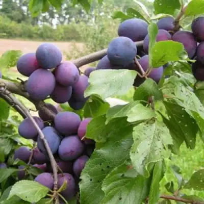 Слива ПЕРДРИГОН в Сморгони