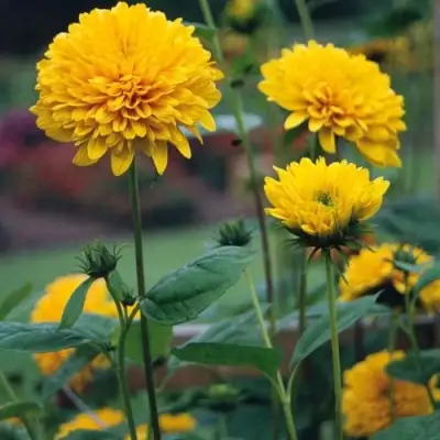 Подсолнечник СОЛЕЙЛ ДЕ ОР в Сморгони