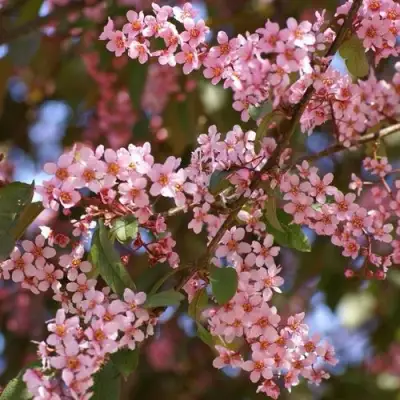Черемуха КОЛОРАТА в Сморгони
