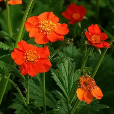 Гравилат БОРИСА в Сморгони