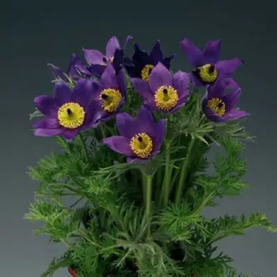 Прострел ПИНВИЛ БЛЮ ШЕЙДЕС в Сморгони