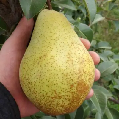 Груша ГЕНЕРАЛ ЛЕКЛЕРК в Сморгони