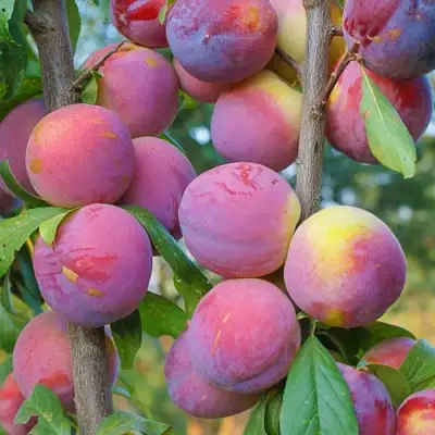 Слива КОЛОННОВИДНАЯ в Сморгони