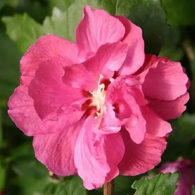 Гибискус ДЮК ДЕ БРАБАНТ сирийский  в Сморгони