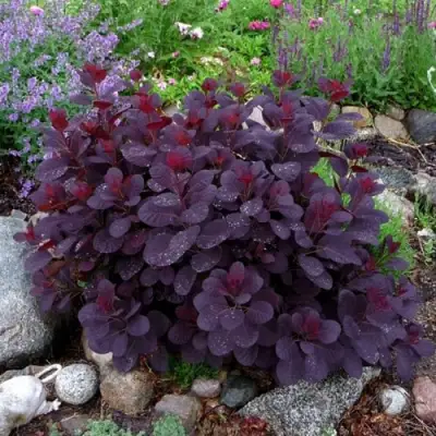 Скумпия РОЯЛ ПЕРПЛ кожевенная в Сморгони