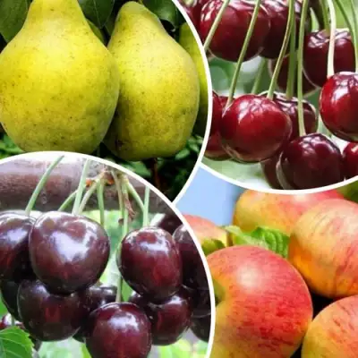 Комплект НАСЛАЖДЕНИЕ в Сморгони