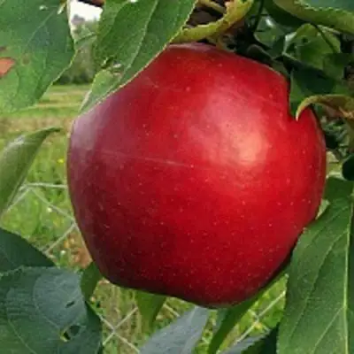 Яблоня РЕДФРИ в Сморгони