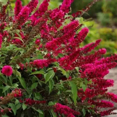Буддлея давида РОЯЛ РЕД в Сморгони
