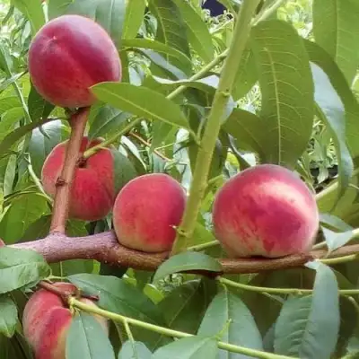 Персик КИЕВСКИЙ РАННИЙ в Сморгони